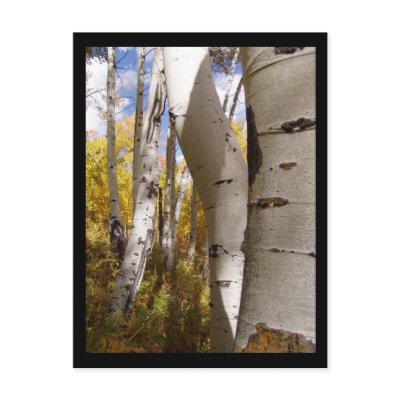 jackson hole post card by iiiyaaa