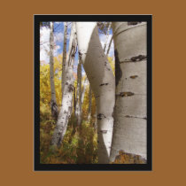 jackson hole postcards
