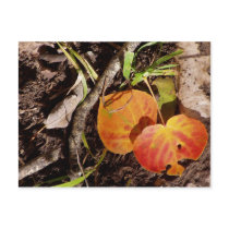 Jackson Hole Wyoming Series postcards