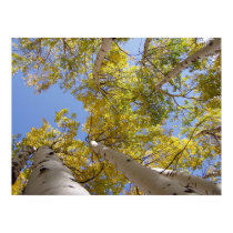 Jackson Hole Wyoming Series posters
