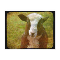 Jacob Lamb postcards