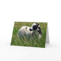 Jacob Ram Lamb cards