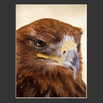 Jacob the Harris Hawk postcards