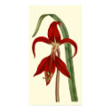 Jacobbaean Amaryllis posters by BodyEnglish Jacobbaean Amaryllis posters