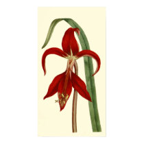 Jacobbaean Amaryllis posters
