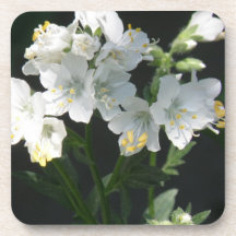 Jacobs Ladder  Set of Coasters