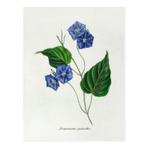 Jacquemontia pentanthos (skyblue clustervine) postcard
