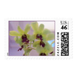 flower photography, flower art, jade dendrobium