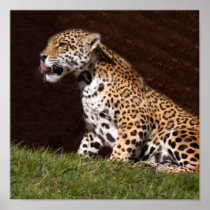 jaguar-7 print