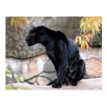 Jaguar black4x6 postcards