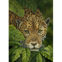 Jaguar Card card
