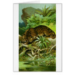 Jaguar cards