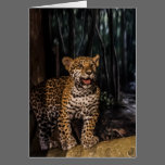 Jaguar Cub Greeting Card cards