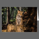 Jaguar Cub Greeting Card cards