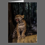 Jaguar Cub Greeting Card cards