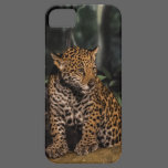 Jaguar Cub iPhone Case casemate cases