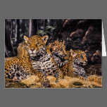 Jaguar Family Greeting Card cards