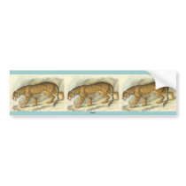 Jaguar, Felis onca Bumper Sticker