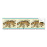 Jaguar, Felis onca Bumper Sticker