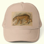 Jaguar, Felis onca hats