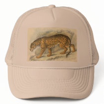 Jaguar, Felis onca Hats