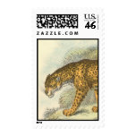 Jaguar, Felis onca postage