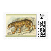 Jaguar, Felis onca Postage Stamps