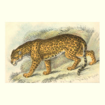Jaguar, Felis onca Print