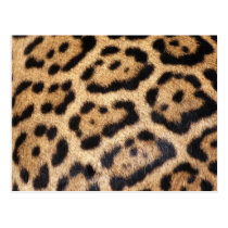 Jaguar Fur Photo Print postcards