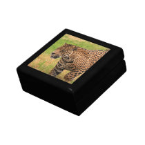 Jaguar  Gift Box