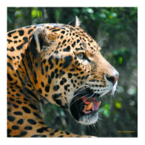 Jaguar in May Poster