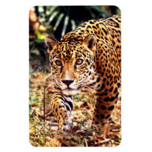Jaguar - Jungles of Belize Magnet