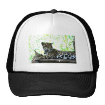 Jaguar looking over shoulder dappled green mesh hat