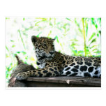 Jaguar looking over shoulder dappled green postcard