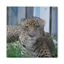Jaguar magnets