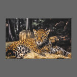 Jaguar Mom & Cub Canvas Print canvas prints