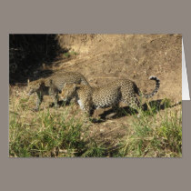 Jaguar mom & juvenile cards