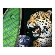 jaguar of the earth posters by arteologist23 jaguar of the earth posters