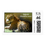 Jaguar (Panthera onca) 1 Stamp