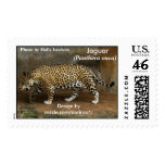 Jaguar (Panthera onca) 2 Stamp