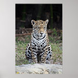 Jaguar (Panthera onca) posters