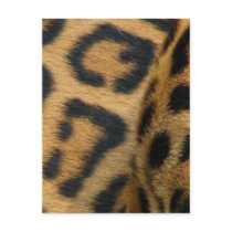 Jaguar Pattern Postcard