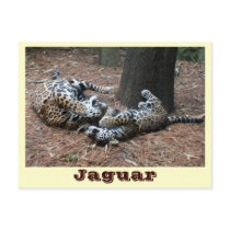 JAGUAR-PAW BACK-IMG_2914 -Shane-Carrie postcards