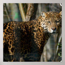 Jaguar Photo Print