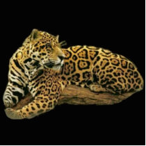 Jaguar Photo Sculpture photo sculptures by elenaind Jaguar Photo Sculpture photo sculptures