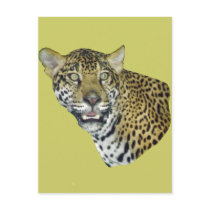 Jaguar Picture postcards by kphotos Jaguar Picture postcards