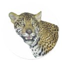 Jaguar Picture stickers