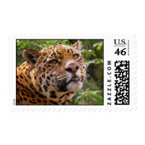 Jaguar Postage
