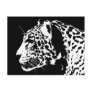 Jaguar Postcard
