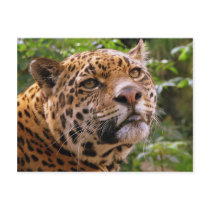 Jaguar Postcards